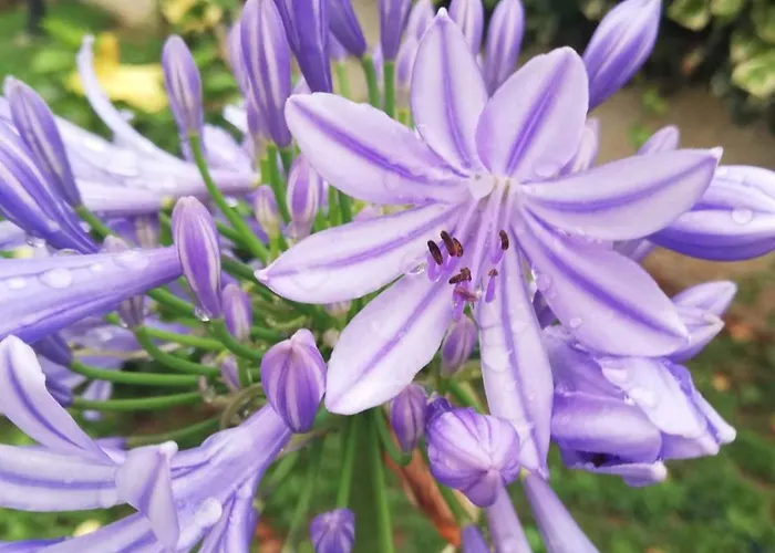 Casa Cunaci Alojamento de Acomodação e Pequeno-almoço 4*
